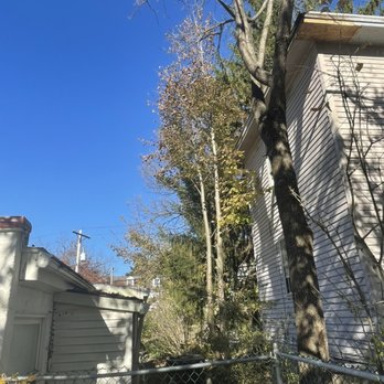 Tier One Tree Experts - After - Tree Services Near Me Tier One Tree Experts - After - Tree Services Near Me