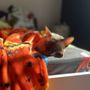 Banfield Pet Hospital