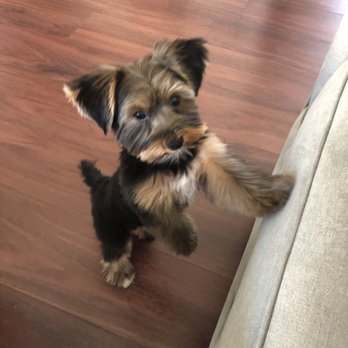 Coats & Tails - Pet Groomers Near Me - Portland, Oregon Coats & Tails - Pet Groomers Near Me - Portland, Oregon