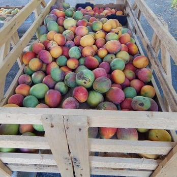 Truly Tropical - a crate full of mangoes - Fruits & Veggies Near Me - Delray Beach, Florida Truly Tropical - a crate full of mangoes - Fruits & Veggies Near Me - Delray Beach, Florida