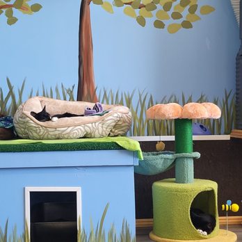Bajah's Cat Cafe - Cafes Near Me - Tiverton, Rhode Island
