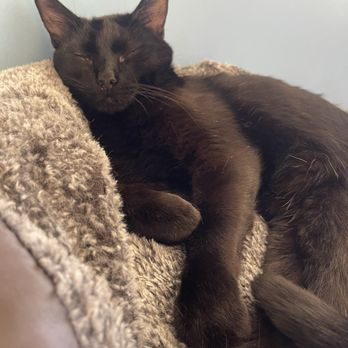 KitTea - Pet Adoption Near Me - San Francisco, California