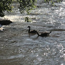 French Broad River Campground