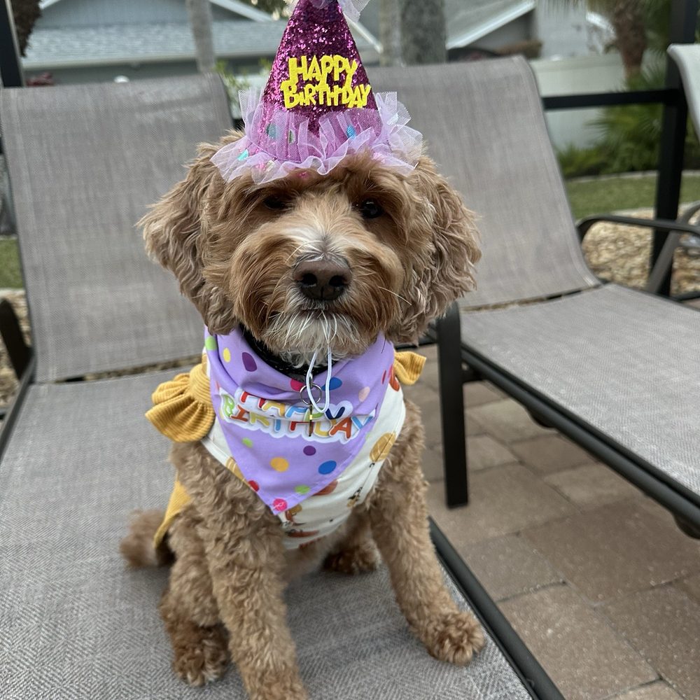 Fetch Pet Insurance - Gabi's 4th birthday - Pet Insurance Near Me - New York, New York