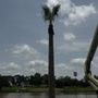 Matagorda Tree Care
