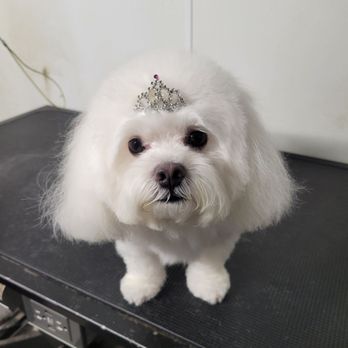 Barks N' Bubbles Mobile Grooming - Cute lil Belle - Pet Groomers Near Me Barks N' Bubbles Mobile Grooming - Cute lil Belle - Pet Groomers Near Me