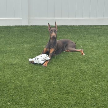 DSK9 - Pet Training Near Me