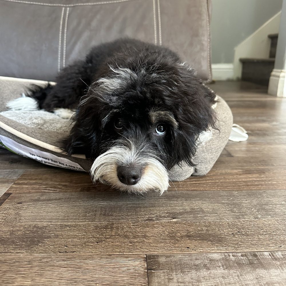 WAGS - Pet Groomers Near Me - Rohnert Park, California