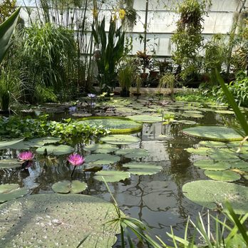 The Oxford Botanic Garden - Water Lillie's in a glasshouse - Shopping Near Me - Oxford, OXF
