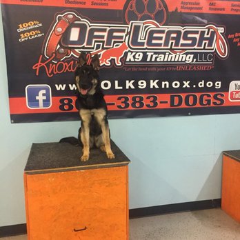 Off Leash K9 Training - Pet Training Near Me - Knoxville, Tennessee Off Leash K9 Training - Pet Training Near Me - Knoxville, Tennessee