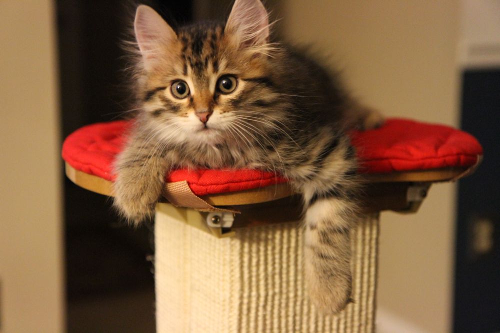 REGAL SIBERIAN CATTERY Updated September 2024 Request Information