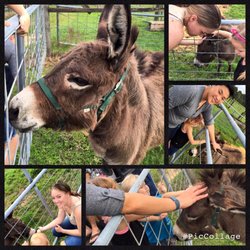 Aussie Mom Pet Sitting - Visiting with Ms. Kay the donkey! She loves carrots and lots of loving!