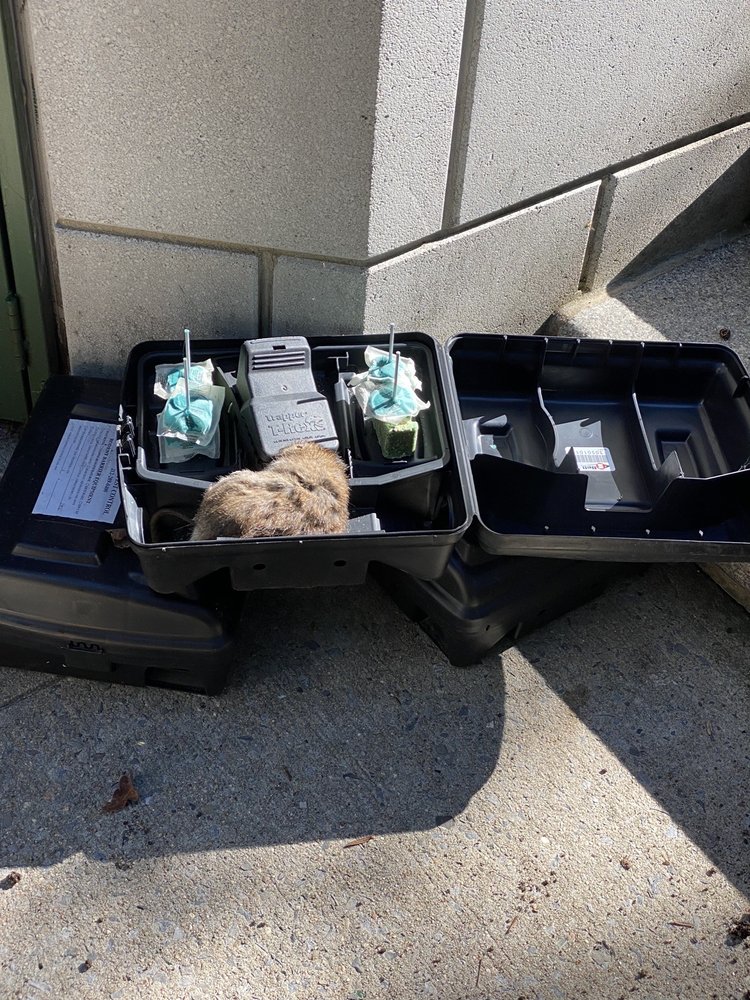 ONE HOUR PEST CONTROL Updated August 2024 55 W 116th St, New York