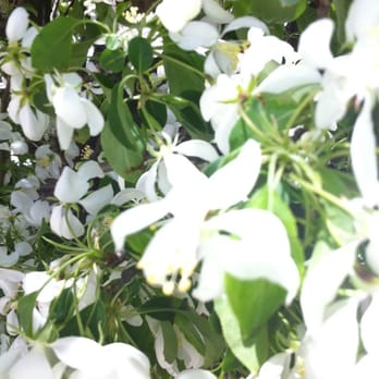 Cindy's On 34 - Life is short-stop and smell the flowers - Breakfast & Brunch Near Me - Mendota, Illinois