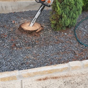 Garza Tree Trimming - another palm more - Tree Services Near Me Garza Tree Trimming - another palm more - Tree Services Near Me