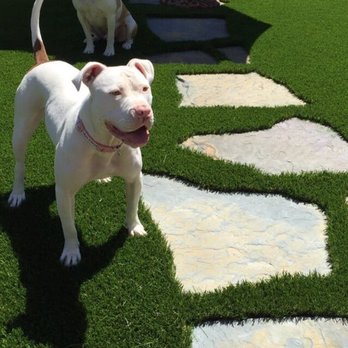 EcoGrass - Our large dogs who used to track mud in the house also love our new grass! - Artificial Turf Near Me - Reseda, California