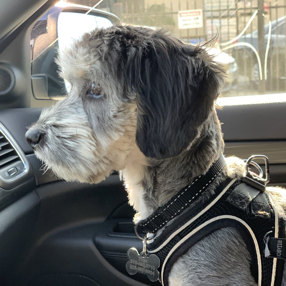 Fresh puppy cut Fresh puppy cut