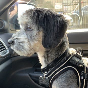 Doggy Day Spa - Fresh puppy cut - Pet Groomers Near Me - Los Angeles, California Doggy Day Spa - Fresh puppy cut - Pet Groomers Near Me - Los Angeles, California