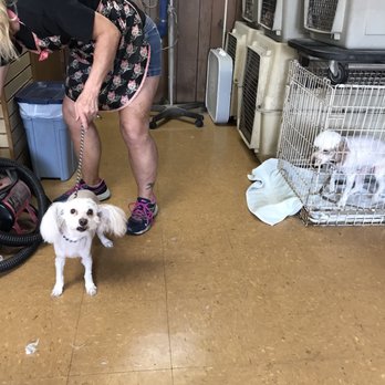 Hairy D'Tails - Pebbles getting a blow out as Burt Reynolds, I mean Buddy looks on. - Pet Groomers Near Me - DeKalb, Illinois