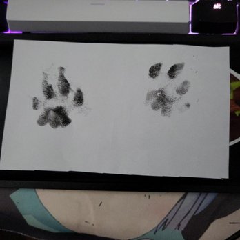 Taylor Ink - Wanted my cats paws on my arm! - Tattoo Near Me - San Jose, California Taylor Ink - Wanted my cats paws on my arm! - Tattoo Near Me - San Jose, California