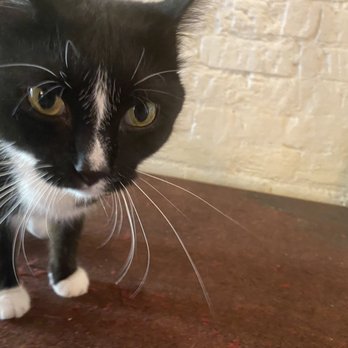 Linden Row Inn - Annabelle, the hotel cat! - Hotels Near Me - Richmond, Virginia Linden Row Inn - Annabelle, the hotel cat! - Hotels Near Me - Richmond, Virginia