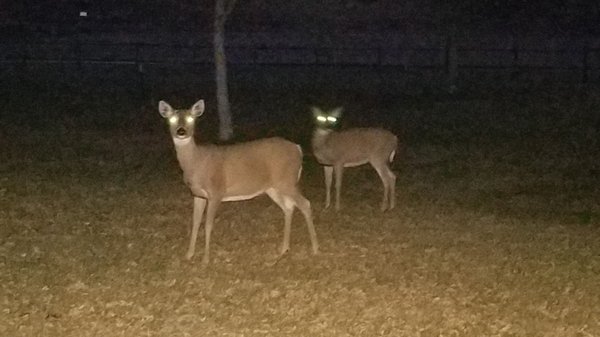 State Game Lodge by null