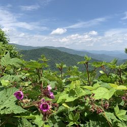 Tellico Walking Trail