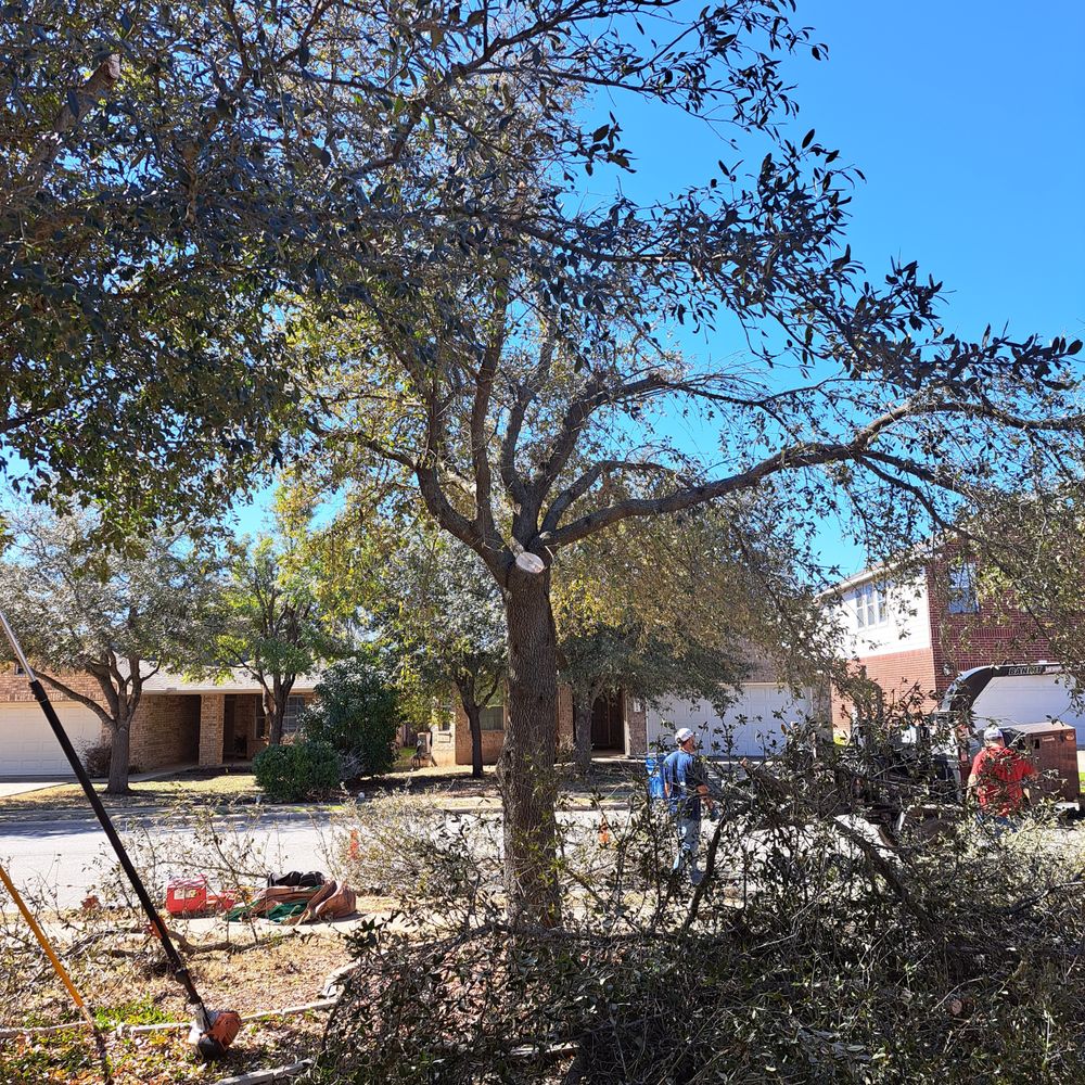 Gene's Tree Service - Tree Services Near Me - Woodbury, Minnesota Gene's Tree Service - Tree Services Near Me - Woodbury, Minnesota