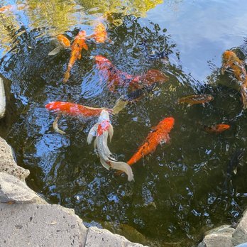 Zilker Botanical Gardens - koi fish pond - Botanical Gardens Near Me - Austin, Texas Zilker Botanical Gardens - koi fish pond - Botanical Gardens Near Me - Austin, Texas