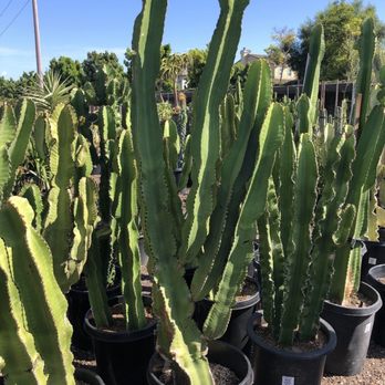 OC Succulents - Large cacti - Nurseries & Gardening Near Me - Irvine, California