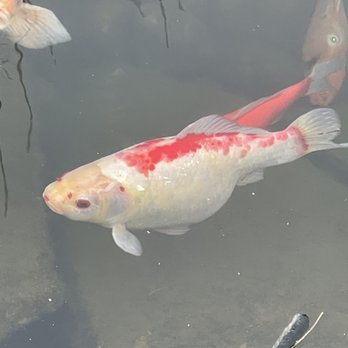 Chen’s - Koi - Chinese Near Me - Cranberry Township, Pennsylvania