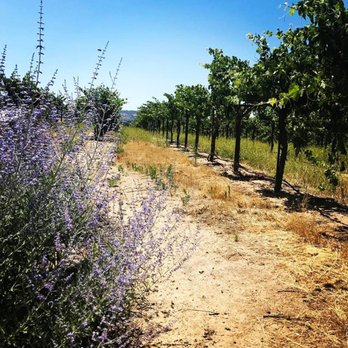 Mitchella Vineyard and Winery - Right off the back patio is the beginning of the vineyard! June 2017 - Wineries Near Me - Paso Robles, California Mitchella Vineyard and Winery - Right off the back patio is the beginning of the vineyard! June 2017 - Wineries Near Me - Paso Robles, California