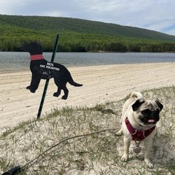 Rocky Gap State Park - Pets are allowed!!