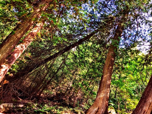 Belfountain Conservation Area by null