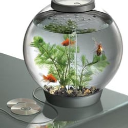 Aqualife Aquatics