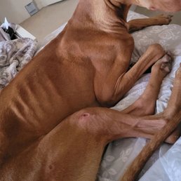 That's my dog after being there for 13 days: all skin and bones and sores.  He still has the scars.