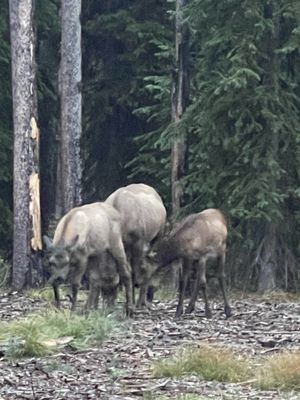 Grant Village by null