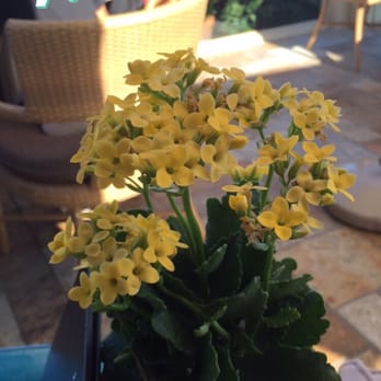 Geoffrey's Malibu - Cute flowers on table - Seafood Near Me - Malibu, California
