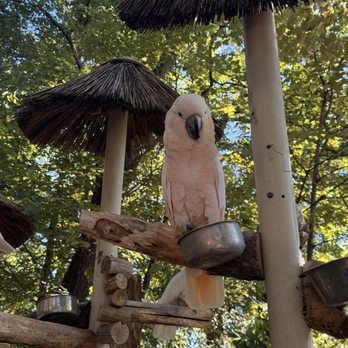 Parrot Mountain & Gardens - Parks Near Me - Pigeon Forge, Tennessee Parrot Mountain & Gardens - Parks Near Me - Pigeon Forge, Tennessee