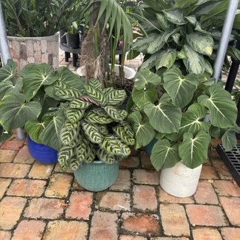 Action Sod & Landscape Gardens - Beautiful pots in all shapes, sizes and colors - Nurseries & Gardening Near Me - Miami, Florida Action Sod & Landscape Gardens - Beautiful pots in all shapes, sizes and colors - Nurseries & Gardening Near Me - Miami, Florida