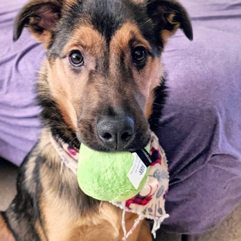 PawsVIP - Dax looked so good and smelled even better. - Pet Groomers Near Me - Seattle, Washington PawsVIP - Dax looked so good and smelled even better. - Pet Groomers Near Me - Seattle, Washington