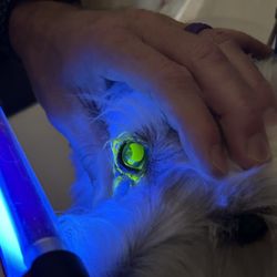 petbar Boutique - Sachse - Dog eye stain test - yellow shows ulcerated area