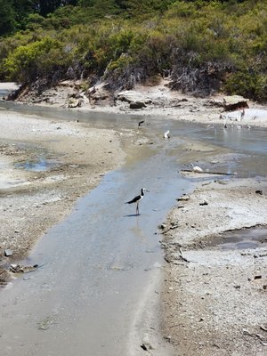 Hell's Gate Geothermal Reserve and Mud Spa by null
