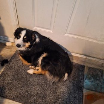 Well Behaved Pets Dog Trainer - Casey fully grown, but still my baby! - Pet Training Near Me - Caldwell, Idaho