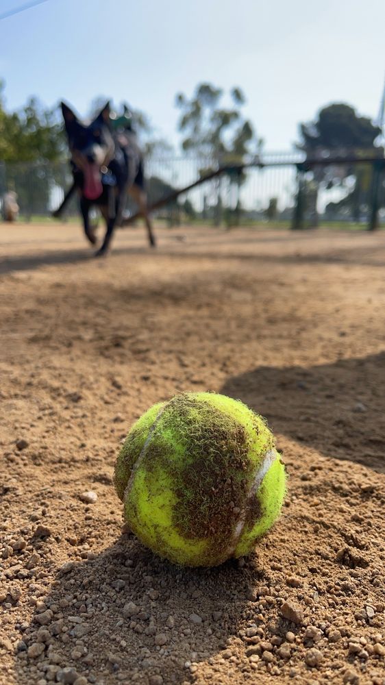 SOUTH GATE DOG PARK Updated September 2024 100 Photos & 53 Reviews