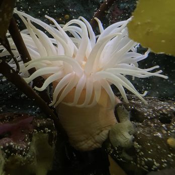 Seattle Aquarium - Anemone - Aquariums Near Me - Seattle, Washington Seattle Aquarium - Anemone - Aquariums Near Me - Seattle, Washington