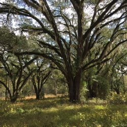 Riverview Plantation - Beautiful Trees out in the Field