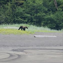 Sitka Alaska Outfitters - A bear came to visit at lunch