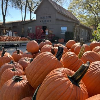 Walden Farm - Pumpkin patch - Attraction Farms Near Me - Smyrna, Tennessee Walden Farm - Pumpkin patch - Attraction Farms Near Me - Smyrna, Tennessee