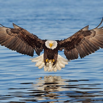 Lake Wisconsin Campground - We have eagles living near by - Fishing Near Me - Poynette, Wisconsin Lake Wisconsin Campground - We have eagles living near by - Fishing Near Me - Poynette, Wisconsin